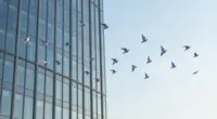A loose flock of birds flying past the glass facade of a tall modern office building under a bright blue sky
