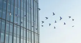 A loose flock of birds flying past the glass facade of a tall modern office building under a bright blue sky